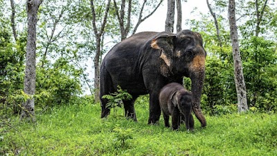 Phuket Elephant care Sanctuary