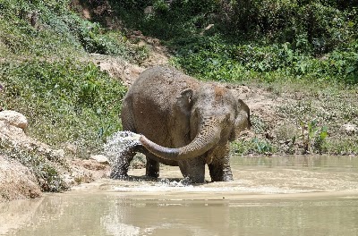 Hidden Forest Elephant Reserve - Sanctuary in Phuket